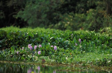 WATER HYACINTH eichhornia crassipes, BRAZIL
