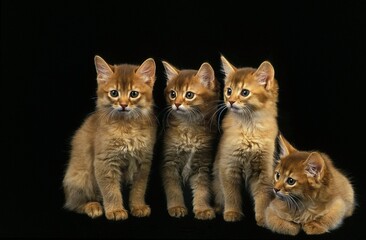 RED SOMALI DOMESTIC CAT, KITTENS AGAINST BLACK BACKGROUND