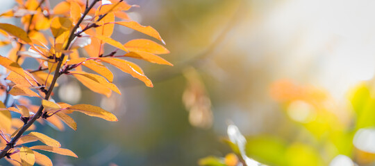 Beautiful panoramic autumn scenery with colorful leaves and bokeh background