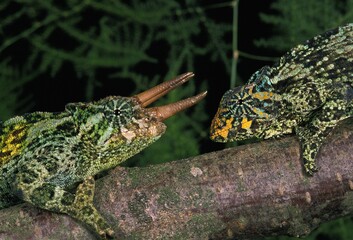 JACKSON'S CHAMELEON chamaeleo jacksoni, MALE AND FEMALE