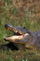 Foto op Aluminium AMERICAN ALLIGATOR alligator mississipiensis, ADULT WITH OPEN MOUTH REGULATING BODY TEMPERATURE © slowmotiongli