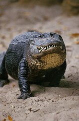 AMERICAN ALLIGATOR alligator mississipiensis, ADULT