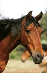 Obraz premium BARB HORSE, PORTRAIT