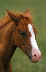 ANGLO ARAB HORSE, PORTRAIT OF FOAL