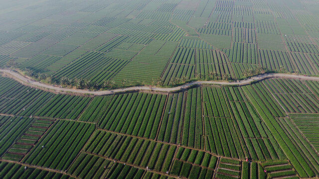 aerial view of onion fields. looks very beautiful