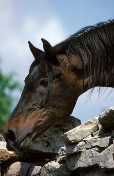 BARB HORSE, PORTRAIT