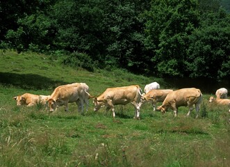 FRENCH CATTLE CALLED BLONDE D'AQUITAINE, HERD EATING GRASS