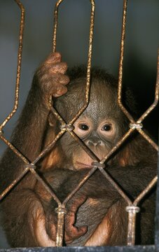 ORANG UTAN pongo pygmaeus, YOUNG IN CAGE AT THE ZOO