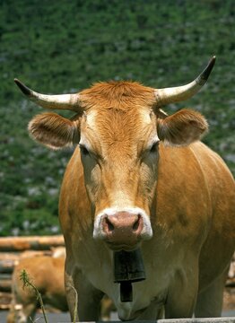 FRENCH CATTLE CALLED BLONDE D'AQUITAINE, COW WITH BELL