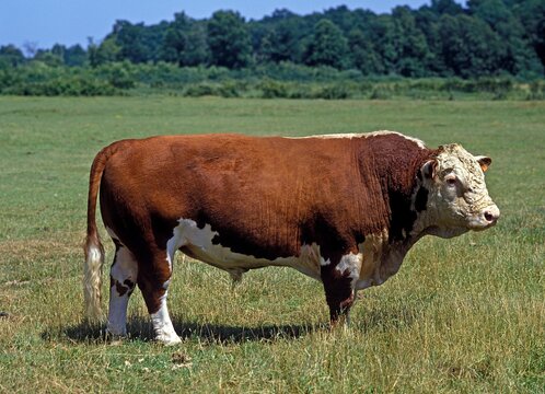 HEREFORD CATTLE, BULL STANDING IN PASTURE