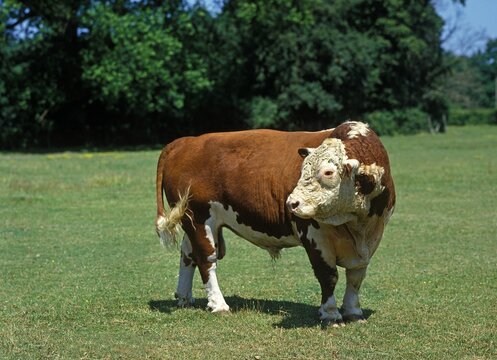 HEREFORD CATTLE, BULL STANDING IN PASTURE