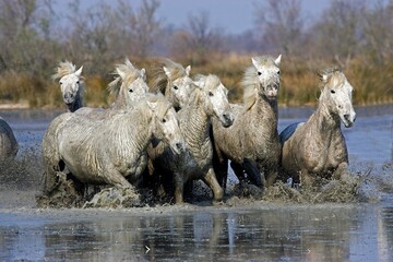 CAMARGUE HORSE, HERD STANDING IN SWAMP, SAINTES MARIE DE LA MER IN SOUTH OF FRANCE