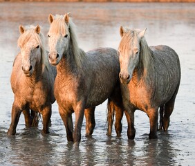 Fototapeta premium CAMARGUE HORSE, HERD STANDING IN SWAMP, SAINTES MARIE DE LA MER IN SOUTH OF FRANCE