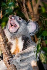 KOALA phascolarctos cinereus, MALE YAWNING