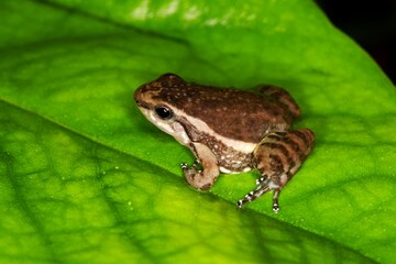 POISON DART FROG colostethus infraguttatus, ADULT STANDING ON LEAF, ECUADOR