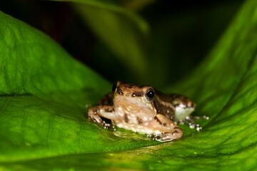 POISON DART FROG colostethus infraguttatus, ADULT STANDING ON LEAF, ECUADOR