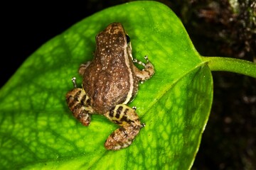 POISON DART FROG colostethus infraguttatus, ADULT STANDING ON LEAF, ECUADOR