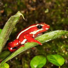 PHANTASMAL POISON FROG epipedobates tricolor, ADULT