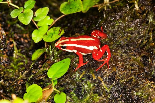 PHANTASMAL POISON FROG epipedobates tricolor, ADULT