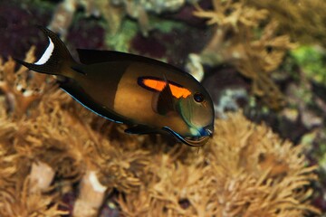ORANGEBANK SURGEONFISH OR ORANGESPOT SURGEONFISH acanthurus olivaceus