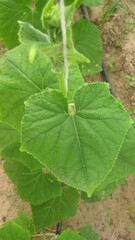 Cucumber leaf (eligible for image processing )
Camera: Canon DIGITAL IXUS 75