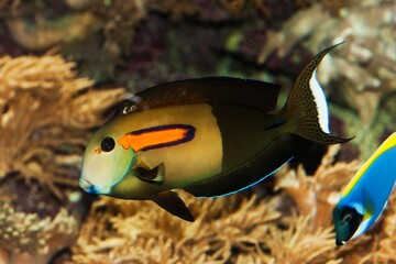Fototapeta premium ORANGEBAND SURGEONFISH OR ORANGESPOT SURGEONFISH acanthurus olivaceus