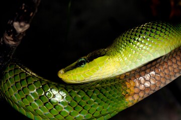 RED-TAILED GREEN RAT SNAKE gonyosoma oxycephala, ADULT