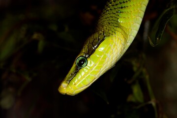 RED-TAILED GREEN RAT SNAKE gonyosoma oxycephala, HEAD OF ADULT