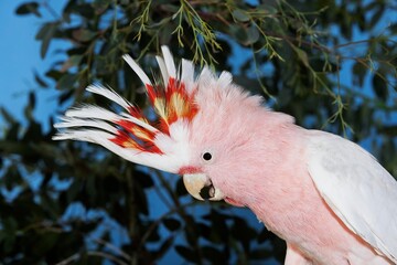 PINK COCKATOO OR MAJOR MITCHELL'S COCKATOO cacatua leadbeateri, ADULT, CLOSE-UP OF HEAD © slowmotiongli