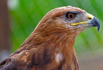 beautiful mountain eagle