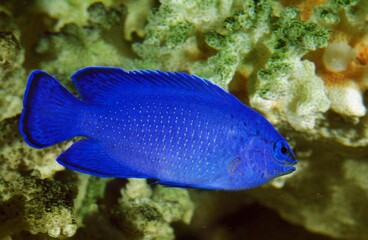 BLUE DAMSELFISH OR BLUE DEVIL DAMSELFISH chrysiptera cyanea