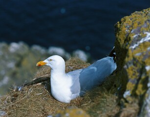 HERRING GULL larus argentatus, ADULT STANDING ON NEST, BRITTANY