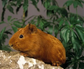 GUINEA PIG cavia porcellus, ADULT STANDING ON ROCK
