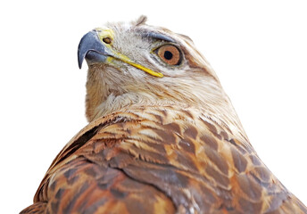 Obraz premium beautiful mountain eagle