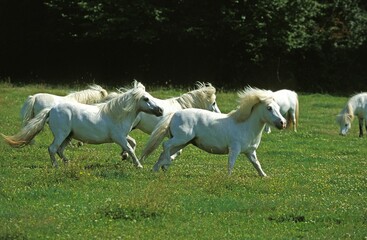 SHETLAND PONY, HERD GALLOPING IN PADDOCK