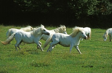 Obraz na płótnie Canvas SHETLAND PONY, HERD GALLOPING IN PADDOCK