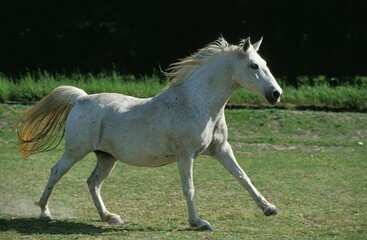 LIPIZZAN HORSE, ADULT GALLOPING IN A PADDOCK