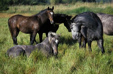 LIPIZZAN HORSE, GROUP RESTING IN A PADDOCK
