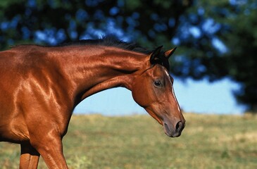 Fototapeta na wymiar ARABIAN HORSE, PORTRAIT OF ADULT