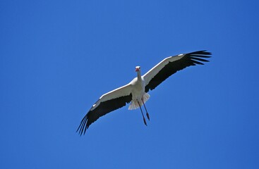 Obraz premium WHITE STORK ciconia ciconia, ADULT IN FLIGHT