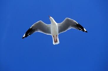 PACIFIC GULL larus pacificus, ADULT IN FLIGHT, AUSTRALIA