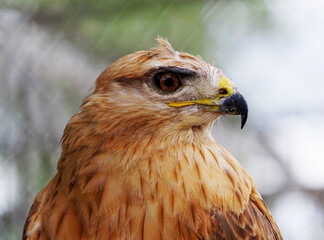 beautiful mountain eagle