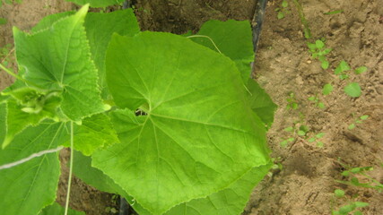 Cucumber leaf (eligible for image processing )
Camera: Canon DIGITAL IXUS 75