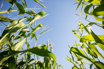 Corn field in the evening sun: corn almost ready for the harvest