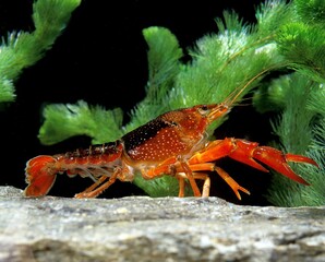 LOUISIANA CRAYFISH procambarus clarkii, ADULT