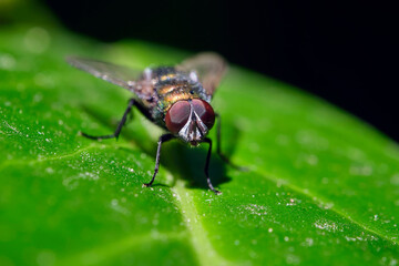 Goldfliege ( Lucilia sericata ).