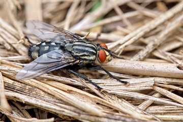 Graue Fleischfliege ( Sarcophaga carnaria , auch: Aasfliege ).