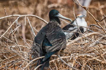 Frigatebird on Galapagos islands. Juvenile Magnificent Frigate-bird chick in birds nest, North Seymour Island, Galapagos Islands.
