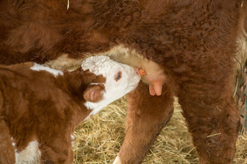 A hereford calf nursing from its mother cow.
