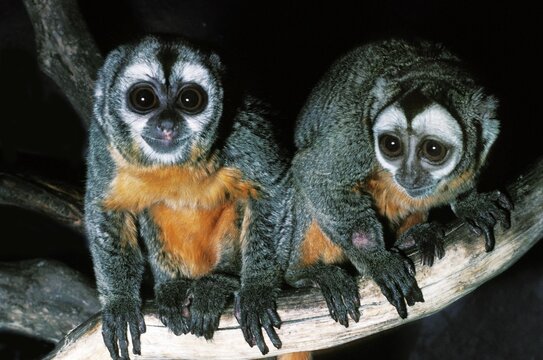 DOUROUCOULI OR OWL MONKEY Aotus Trivirgatus, ADULT